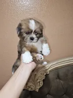 No name, a male Shih Tzu for sale in Adelanto, CA – 1 of 10