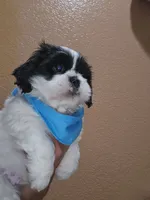 No name, a male Shih Tzu for sale in Adelanto, CA – 4 of 10