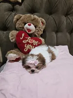 No name , a female Shih Tzu for sale in Adelanto, CA – 5 of 10