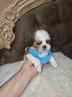 No name, a male Shih Tzu for sale in Adelanto, CA – 3 of 10
