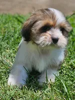 No name , a male Shih Tzu for sale in Adelanto, CA – 8 of 10