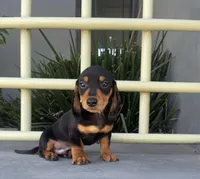 Simon, a male Miniature Dachshund for sale in Oceanside, CA – Photo 4 of 5