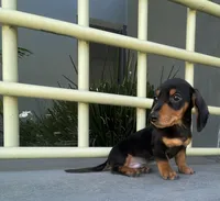 Simon, a male Miniature Dachshund for sale in Oceanside, CA – Photo 3 of 5