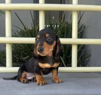 Simon, a male Miniature Dachshund for sale in Oceanside, CA – Photo 1 of 5