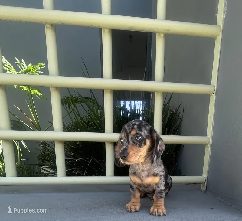 Willy – Miniature Dachshund puppy for sale in Oceanside, CA