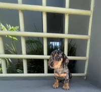 Willy, a male Miniature Dachshund for sale in Oceanside, CA – 5 of 5