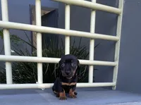Buzz, a male Miniature Dachshund for sale in Oceanside, CA – 2 of 5