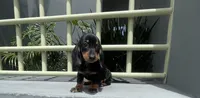 Hansel, a male Miniature Dachshund for sale in Oceanside, CA – 1 of 5