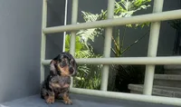 Dobby, a male Miniature Dachshund for sale in Oceanside, CA – 2 of 7