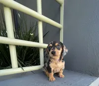 Catalina, a female Miniature Dachshund for sale in Oceanside, CA – 2 of 6