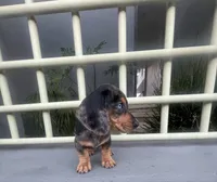 Archie, a male Miniature Dachshund for sale in Oceanside, CA – 5 of 6