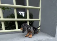 Oscar, a male Miniature Dachshund for sale in Oceanside, CA – 4 of 4