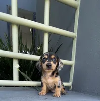 Catalina, a female Miniature Dachshund for sale in Oceanside, CA – 1 of 6