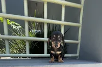 Sam, a male Miniature Dachshund for sale in Oceanside, CA – 3 of 4