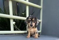 Catalina, a female Miniature Dachshund for sale in Oceanside, CA – 5 of 6