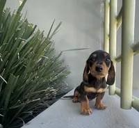 Dash, a male Miniature Dachshund for sale in Oceanside, CA – Photo 4 of 4