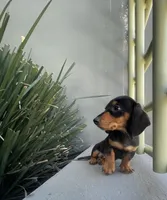 Dash, a male Miniature Dachshund for sale in Oceanside, CA – Photo 3 of 4