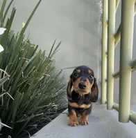 Dash, a male Miniature Dachshund for sale in Oceanside, CA – Photo 2 of 4