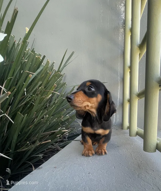 Dash, a male Miniature Dachshund for sale in Oceanside, CA – Photo 1 of 4
