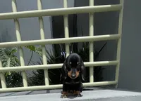 Hansel, a male Miniature Dachshund for sale in Oceanside, CA – 3 of 5
