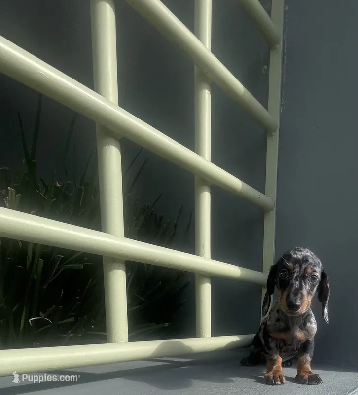 Manuel – Miniature Dachshund puppy for sale in Oceanside, CA