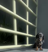 Manuel, a male Miniature Dachshund for sale in Oceanside, CA – 1 of 5