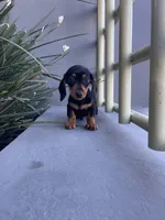 Charlie, a male Miniature Dachshund for sale in Oceanside, CA – 2 of 4