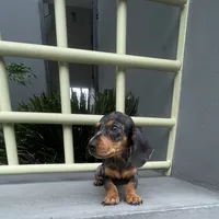 Oscar, a male Miniature Dachshund for sale in Oceanside, CA – 1 of 4