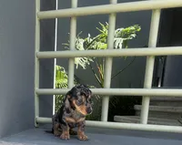 Dobby, a male Miniature Dachshund for sale in Oceanside, CA – 3 of 7