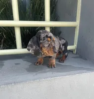 Toby, a male Miniature Dachshund for sale in Oceanside, CA – Photo 4 of 5