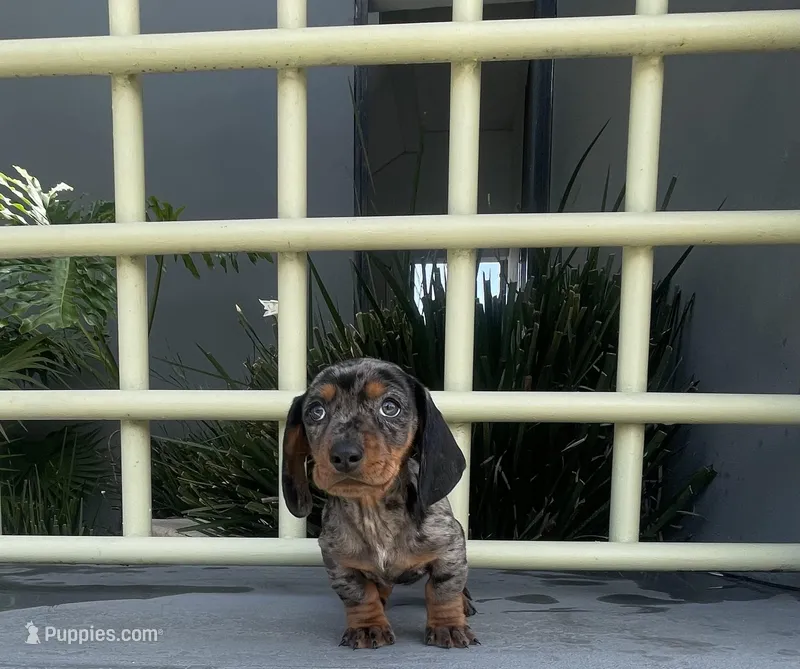 Toby – Miniature Dachshund puppy for sale in Oceanside, CA