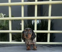 Toby, a male Miniature Dachshund for sale in Oceanside, CA – Photo 1 of 5