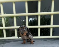 Toby, a male Miniature Dachshund for sale in Oceanside, CA – Photo 3 of 5