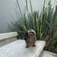 Toby, a male Miniature Dachshund for sale in Oceanside, CA – Photo 5 of 5