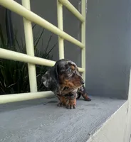 Toby, a male Miniature Dachshund for sale in Oceanside, CA – Photo 2 of 5