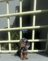 Manuel, a male Miniature Dachshund for sale in Oceanside, CA – 2 of 5