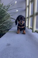 Charlie, a male Miniature Dachshund for sale in Oceanside, CA – 3 of 4