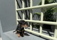 Karina, a female Miniature Dachshund for sale in Oceanside, CA – 3 of 4