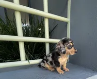 Catalina, a female Miniature Dachshund for sale in Oceanside, CA – 6 of 6