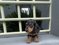 Oscar, a male Miniature Dachshund for sale in Oceanside, CA – 3 of 4