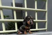 Samuel, a male Miniature Dachshund for sale in Oceanside, CA – 5 of 5