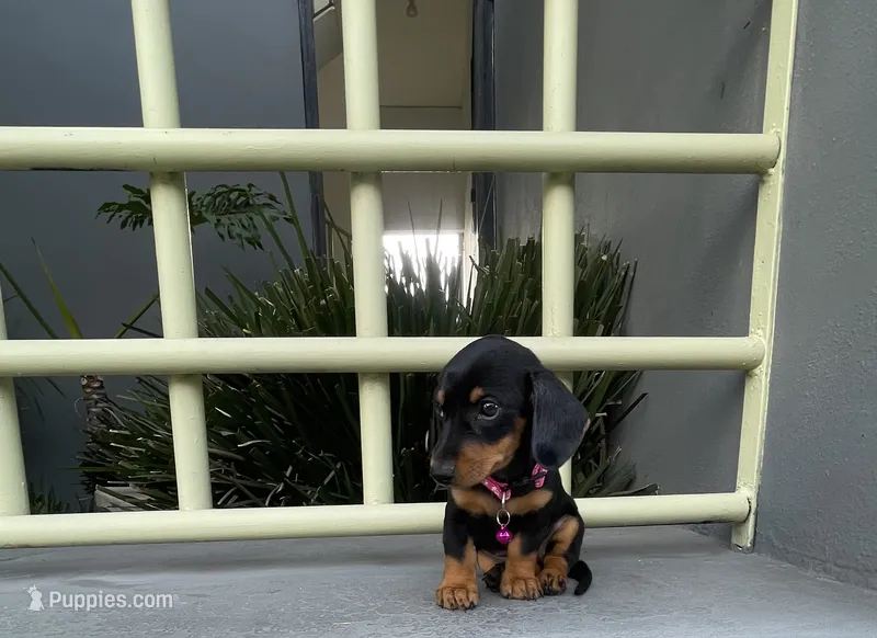 Romina – Miniature Dachshund puppy for sale in Oceanside, CA