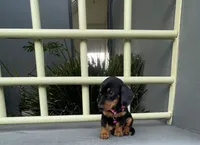 Romina, a female Miniature Dachshund for sale in Oceanside, CA – 1 of 5