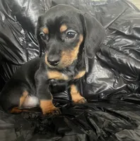 Canelo, a male Miniature Dachshund for sale in Oceanside, CA – Photo 2 of 4