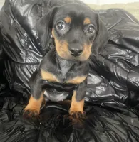 Canelo, a male Miniature Dachshund for sale in Oceanside, CA – Photo 3 of 4