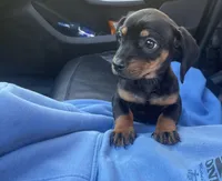 Buddy, a male Miniature Dachshund for sale in Oceanside, CA – Photo 1 of 4