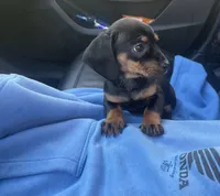 Buddy, a male Miniature Dachshund for sale in Oceanside, CA – Photo 4 of 4