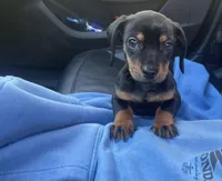 Buddy, a male Miniature Dachshund for sale in Oceanside, CA – Photo 2 of 4