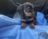 Buddy, a male Miniature Dachshund for sale in Oceanside, CA – Photo 3 of 4