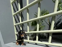 Karina, a female Miniature Dachshund for sale in Oceanside, CA – 4 of 4